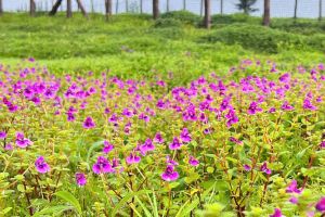 Unveiling the Marvels of Change: Climate and Ecological Transformations of  Kaas Plateau | by Environment Politics and Policy Blog | Oct, 2023 | Medium