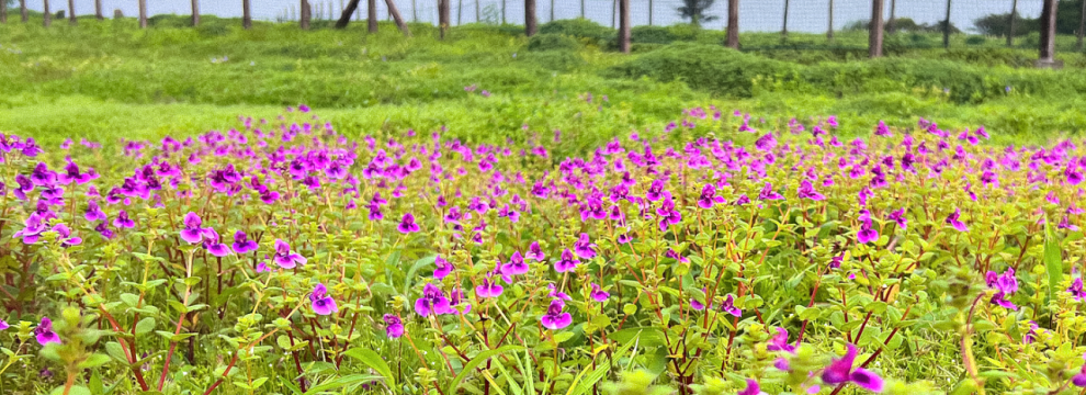 Unveiling the Marvels of Change: Climate and Ecological Transformations of  Kaas Plateau | by Environment Politics and Policy Blog | Oct, 2023 | Medium