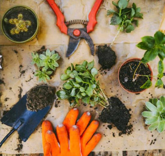 10 Tools That Could Revolutionize Your Gardening Experience