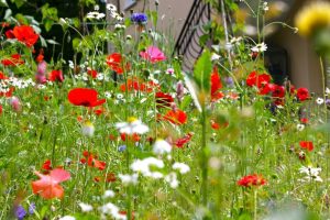 Ecological benefits of gardening wildflowers