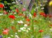 Ecological benefits of gardening wildflowers